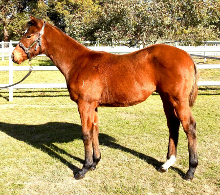 Lot 205: Russian Camelot (IRE) / Repentant