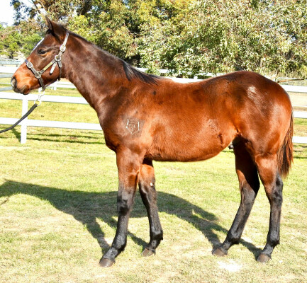 Lot 262: Acrobat / Touch of Greatness