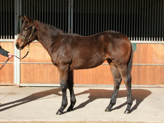Lot 120: Toronado (IRE) / Kiwi Charm (NZ)