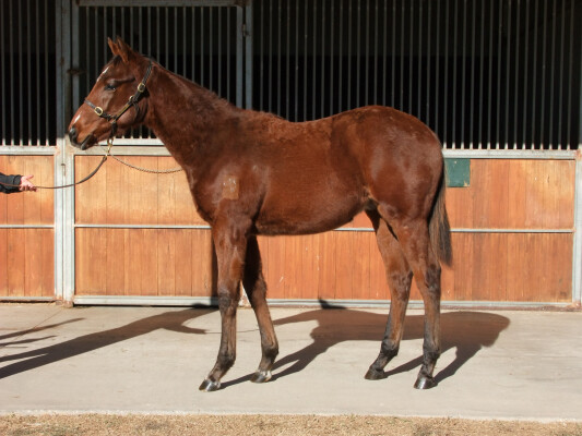 Lot 263: I Am Immortal / Treble