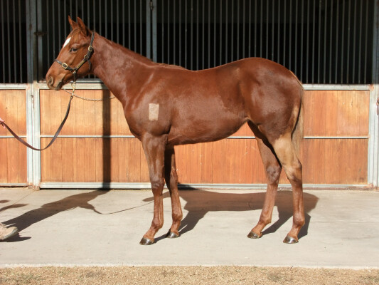 Lot 282: Rubick / Zumbarina