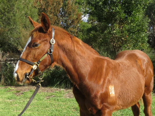 Lot 131: Rich Enuff / Laura's Avenue