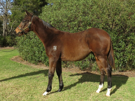 Lot 281: Star Witness / Zouper Star