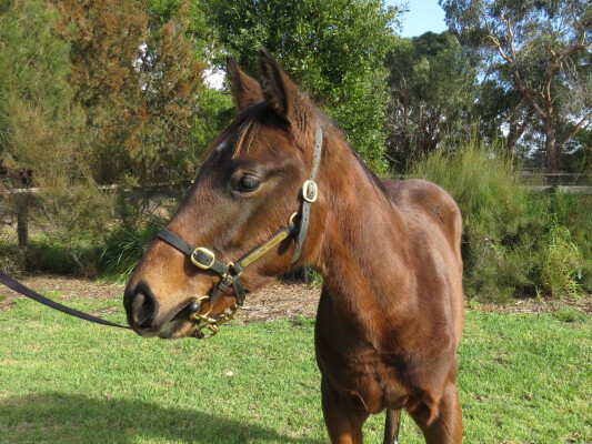 Lot 281: Star Witness / Zouper Star