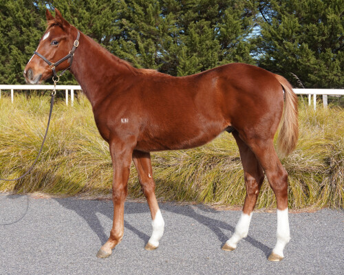 Lot 50: State of Rest (IRE) / Dueastar