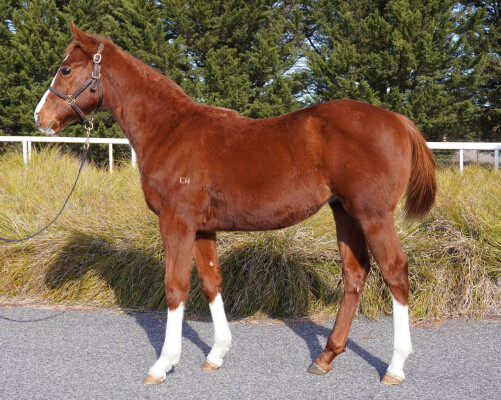 Lot 156: Bivouac / Military Miss