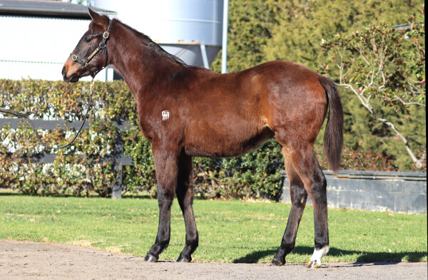 Lot 34: Tassort / D'Oro Diva
