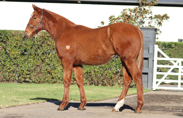 Lot 59: Hanseatic / Enlightening Lady