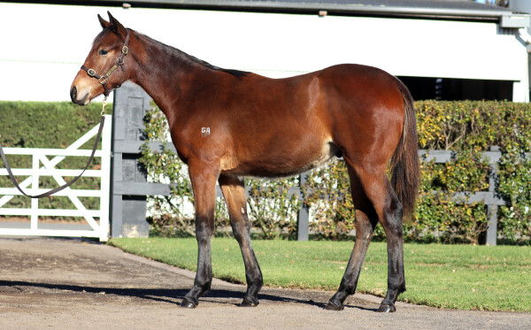 Lot 88: Wild Ruler / Halimae