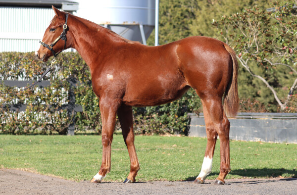 Lot 149: Extreme Warrior / Marquis Delaguiche