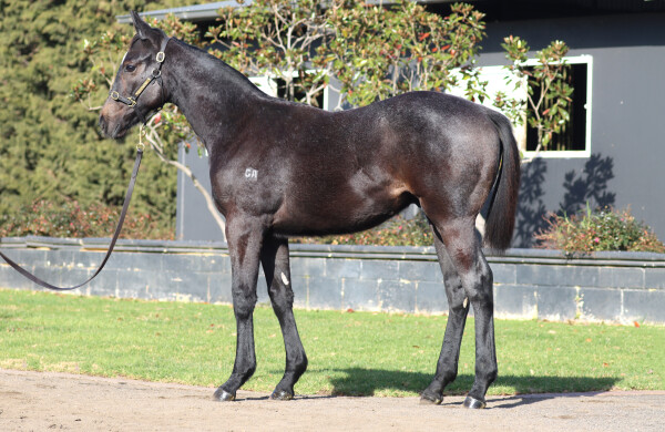 Lot 161: Extreme Warrior / Mo See Cal (USA)