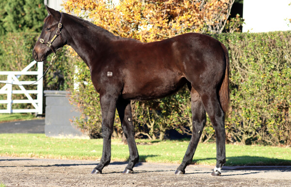 Lot 170: Brutal (NZ) / Mystic Mirrors (NZ)