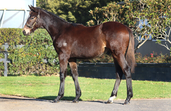Lot 300: Shamus Award / Attessa (USA)
