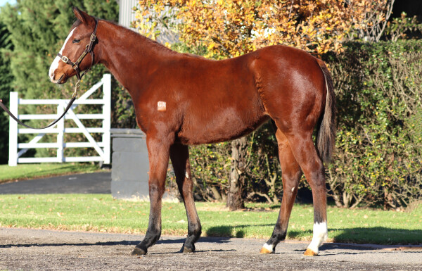 Lot 317: Extreme Warrior / Bribery