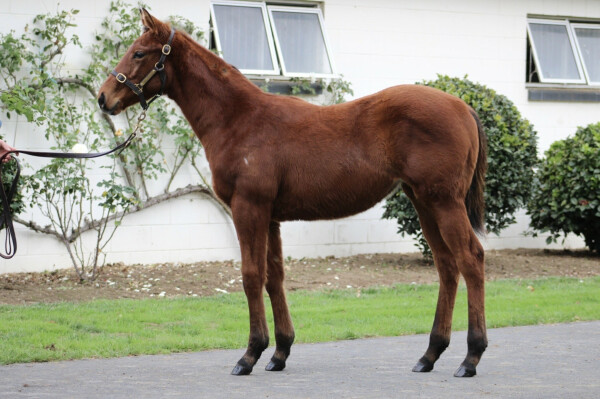 Lot 83: Savabeel / Gold Bracelet (NZ)