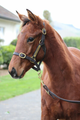 Lot 83: Savabeel / Gold Bracelet (NZ)