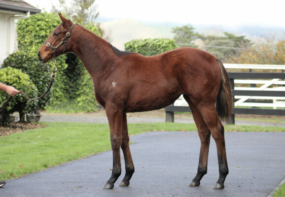 Lot 220: Ardrossan / Shining Star