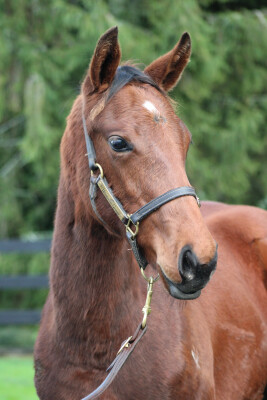 Lot 220: Ardrossan / Shining Star