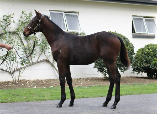 Lot 273: Savabeel / Vihari