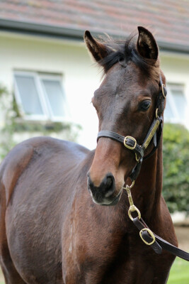 Lot 273: Savabeel / Vihari