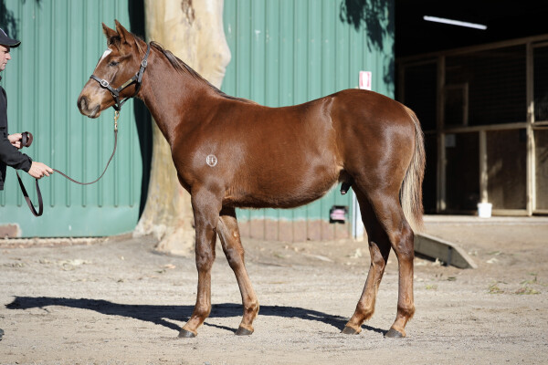 Lot 62: King's Legacy / Espresso Martini (NZ)