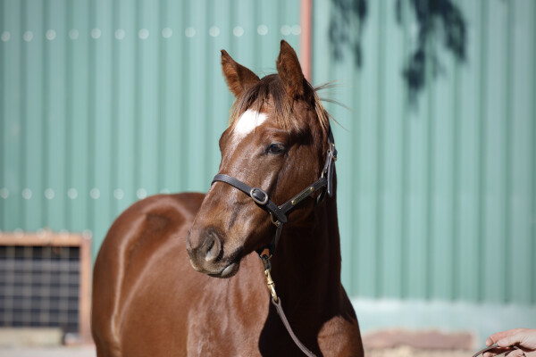 Lot 62: King's Legacy / Espresso Martini (NZ)