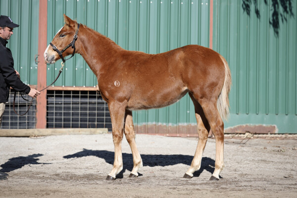 Lot 162: Star Turn / Modele