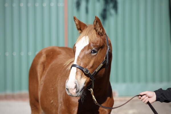 Lot 162: Star Turn / Modele