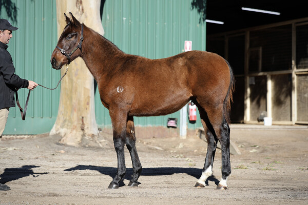 Lot 274: All Too Hard / Waikato Lass