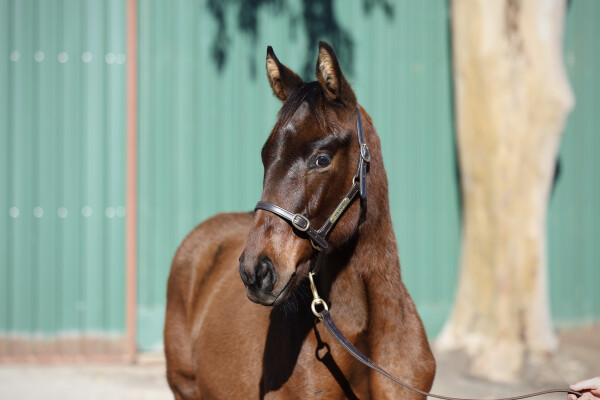 Lot 274: All Too Hard / Waikato Lass