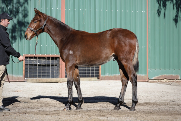 Lot 283: Shamus Award / A Pinch of Salt
