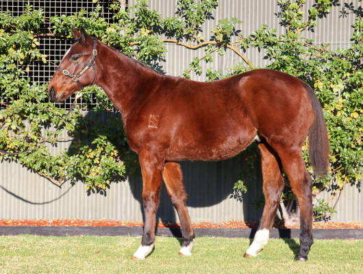 Lot 105: Hanseatic / Ivanamarie