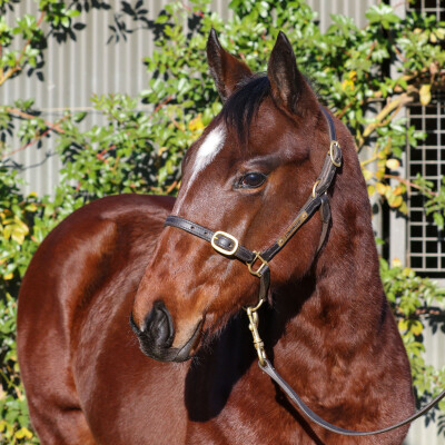 Lot 105: Hanseatic / Ivanamarie