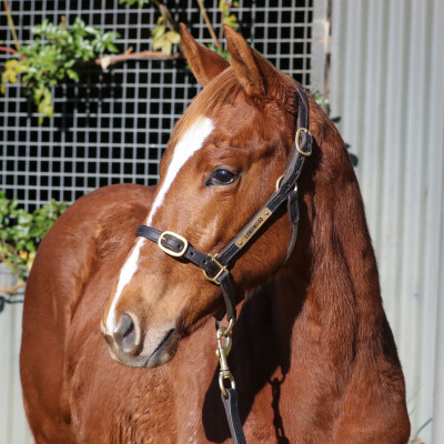 Lot 109: Paulele / Jesse's Dream