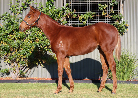 Lot 195: Doubtland / Quik Nu Chik
