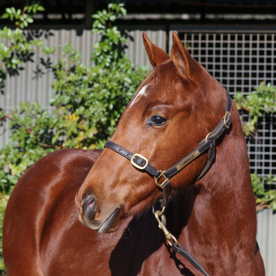 Lot 195: Doubtland / Quik Nu Chik