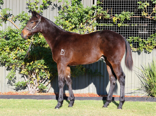 Lot 229: Artorius / Smart Miss Hill