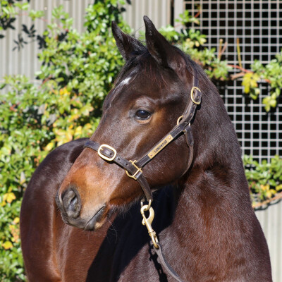 Lot 229: Artorius / Smart Miss Hill