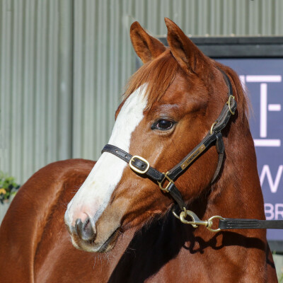 Lot 301: Tagaloa / Auclert