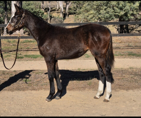 Lot 21: I Am Immortal / Comearoundsundown