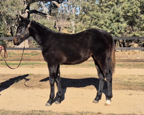 Lot 90: Shalaa (IRE) / Hare