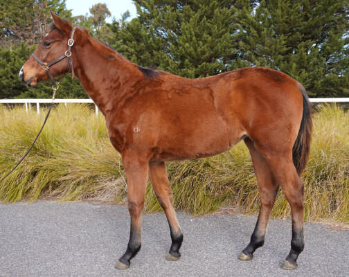 Lot 224: Fierce Impact (JPN) / Sistine Spirit