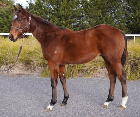 Lot 157: Zousain / Mischief n Mayhem (GB)