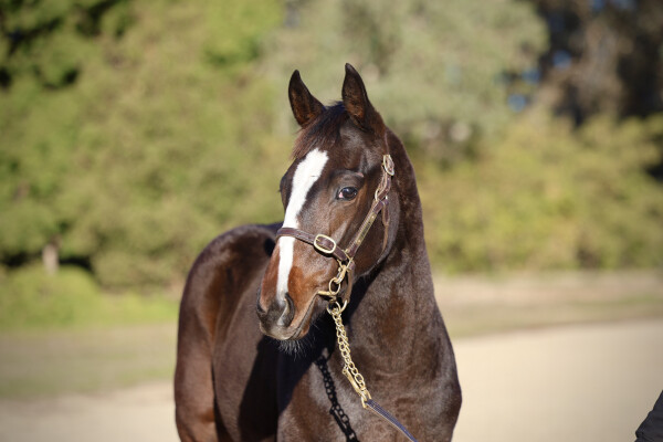 Lot 86: Dirty Work / Gruinard Bay