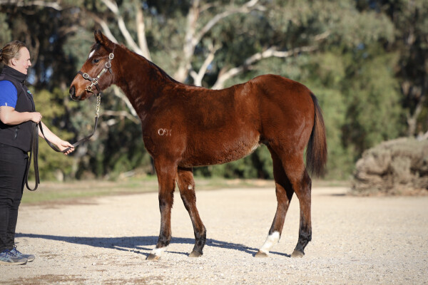 Lot 95: Portland Sky / I Am Jade