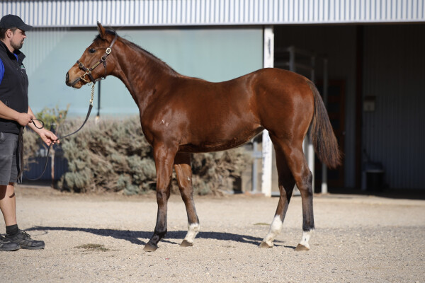 Lot 103: Russian Camelot (IRE) / Ironic Smile