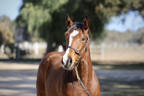 Lot 103: Russian Camelot (IRE) / Ironic Smile