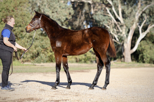 Lot 118: Tassort / Katsuma