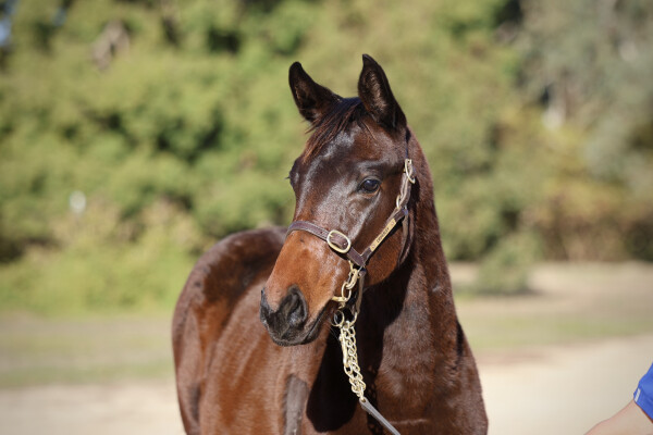 Lot 118: Tassort / Katsuma