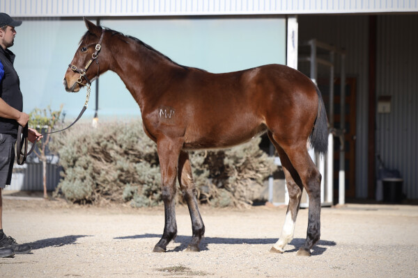 Lot 128: Diatonic (JPN) / Lady Montoya